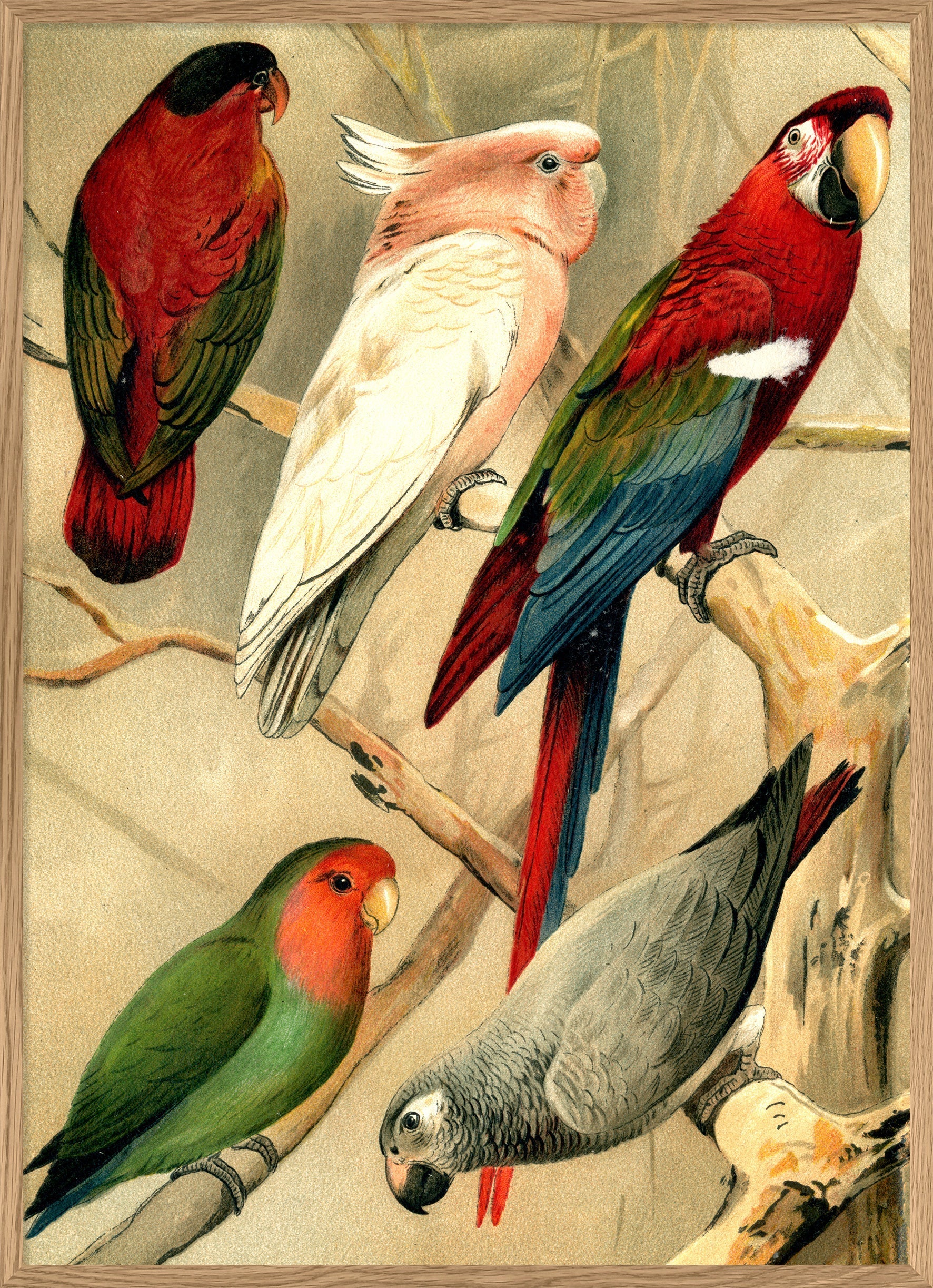 絵画 type ll Parrot 2900L-Oak-Web_bd45779e-6742-