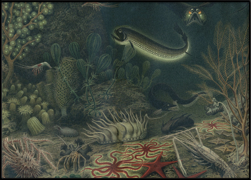 Deep Sea Fauna Horizontal