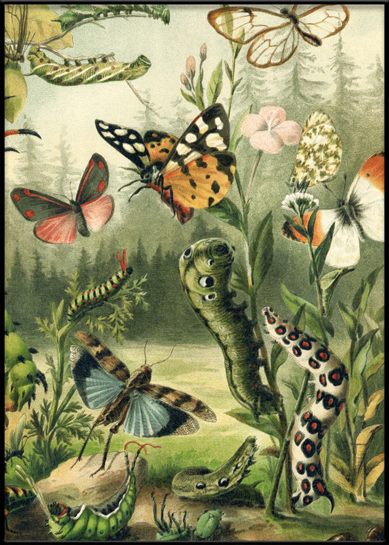 Larvae and butterflies Right Side