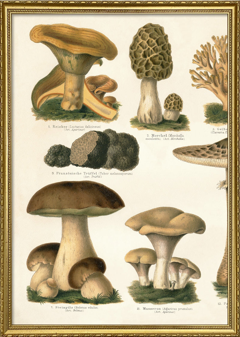 Mushrooms II Left Side