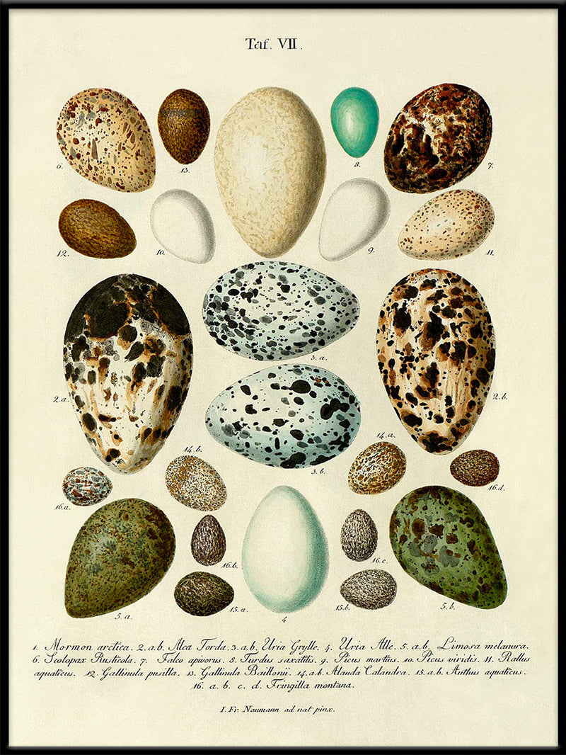 Eggs VII