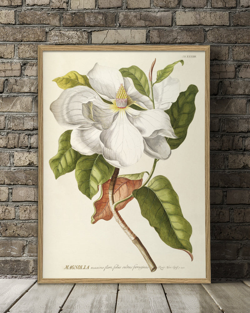 magnolia-plant-poster