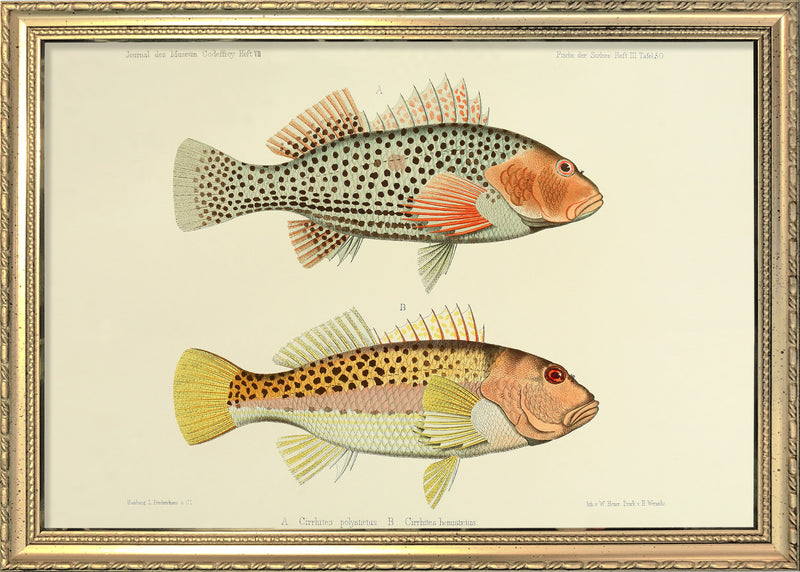 Two Hawkfish (Cirrhites Polytictus and Hemistictus). Mini Print