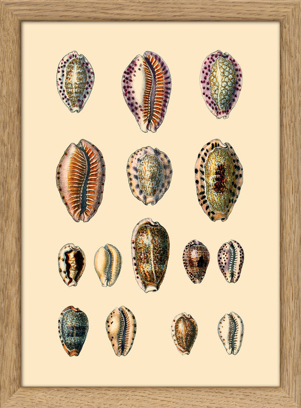 Fifteen Oval Sea Shells. Mini Print