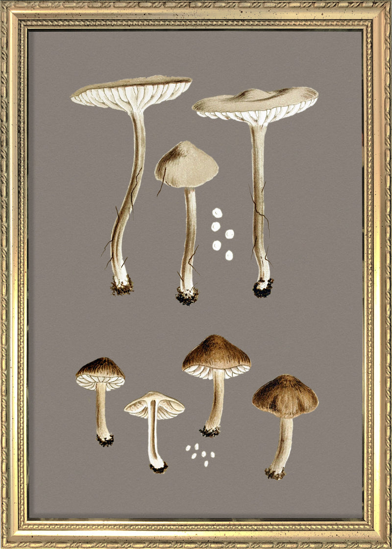 Group of Small Fungi. Mini Print