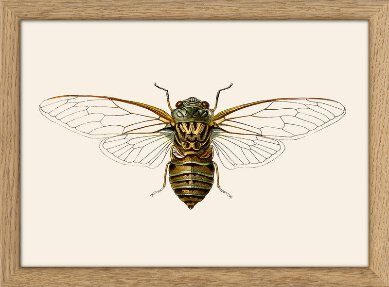 Wasp Moth. Mini Print