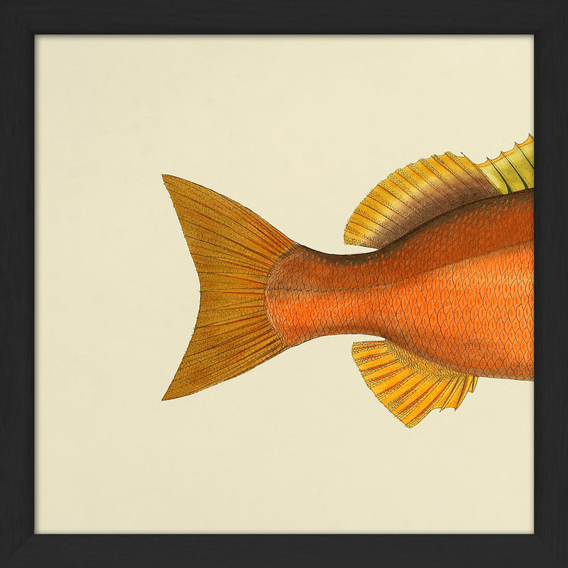 Orange Fish Tail. Mini Print