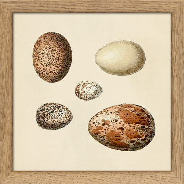 Five Brown and White Eggs. Mini Print