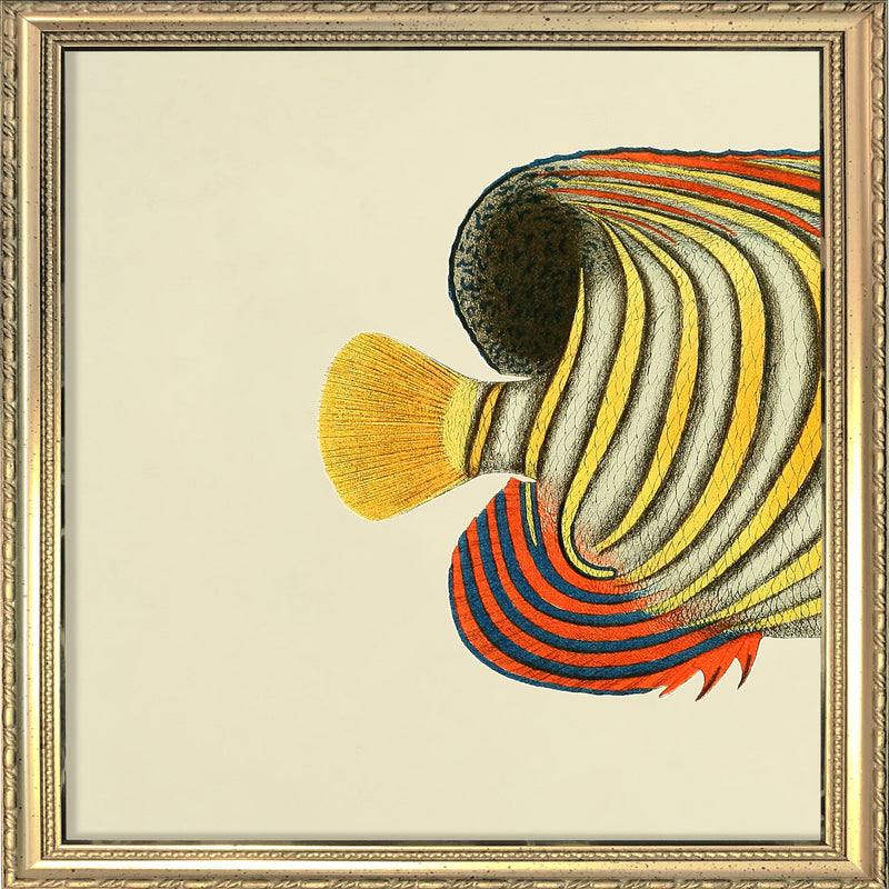 Yellow Striped Fish Tail. Mini Print