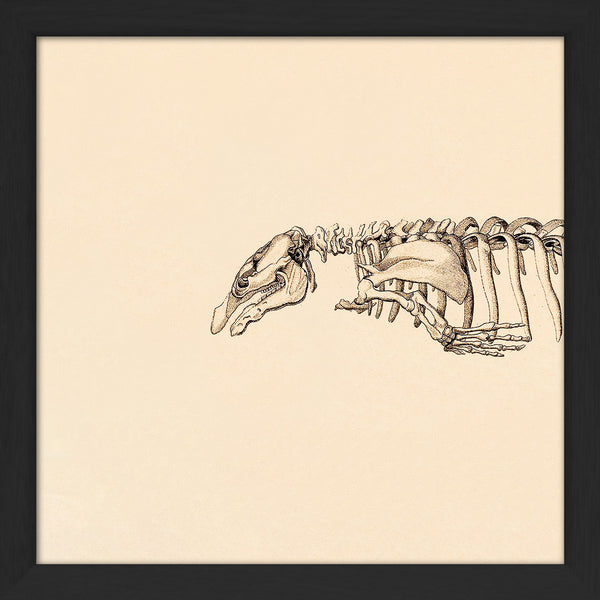 Seacow (Sirenia) Skeleton Head. Mini Print