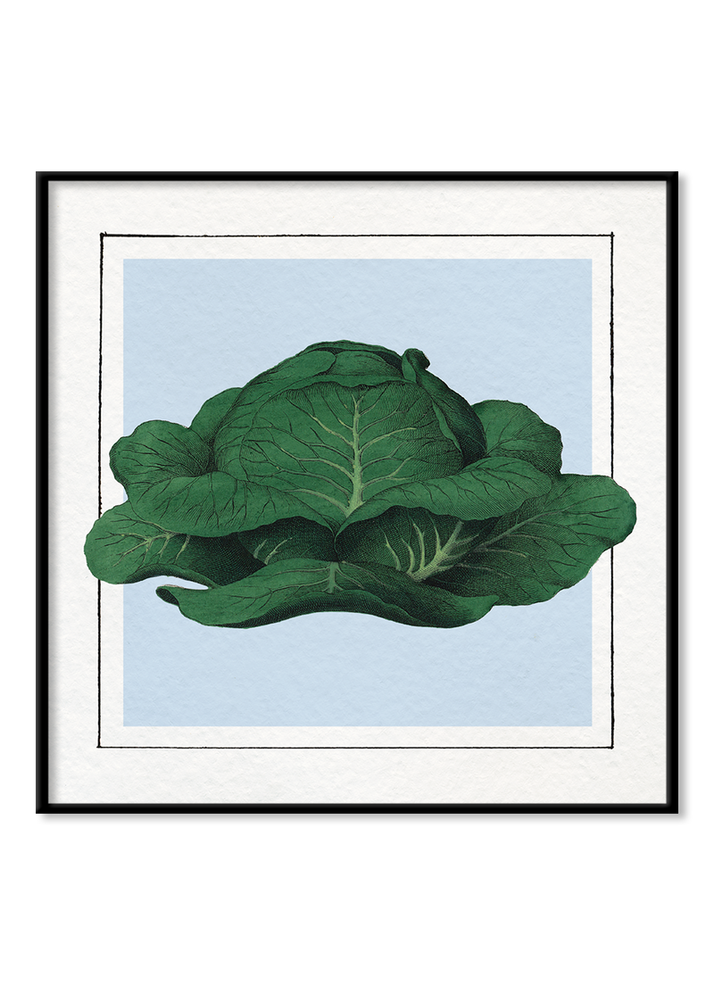 Cabbage. Mini Print