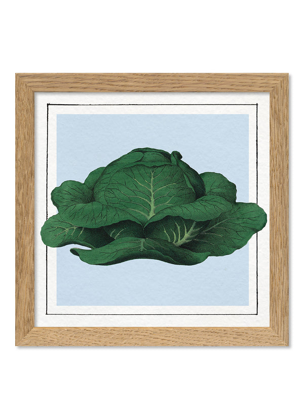 Cabbage. Mini Print