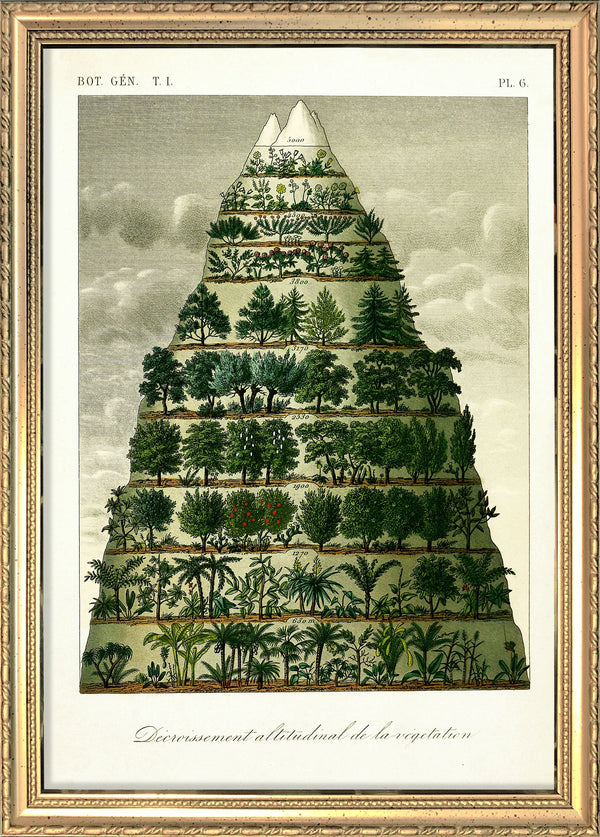 Mountain and Vegetation I. Mini Print