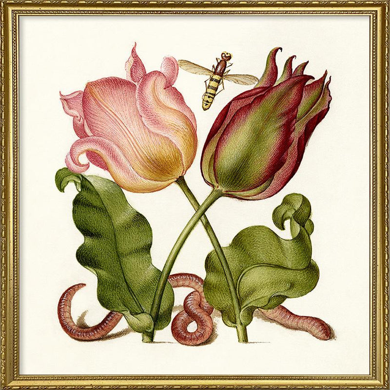Worm and Tulips