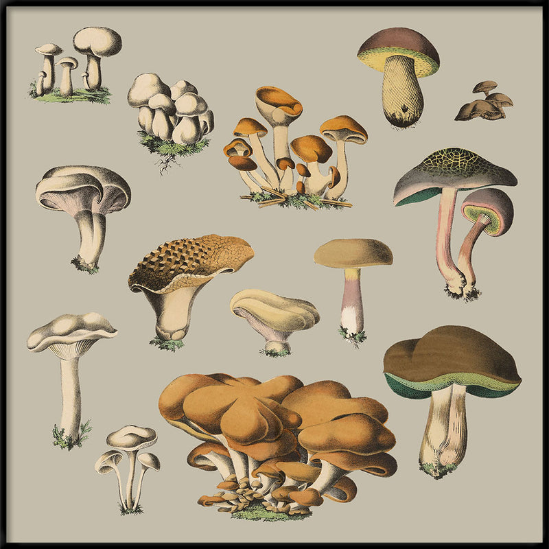 Fungi X