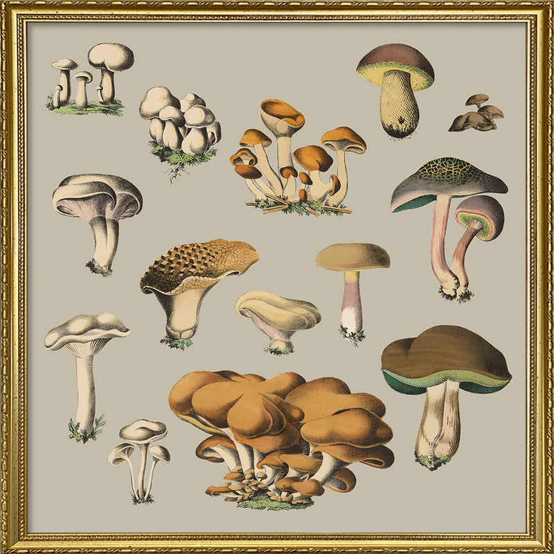 Fungi X