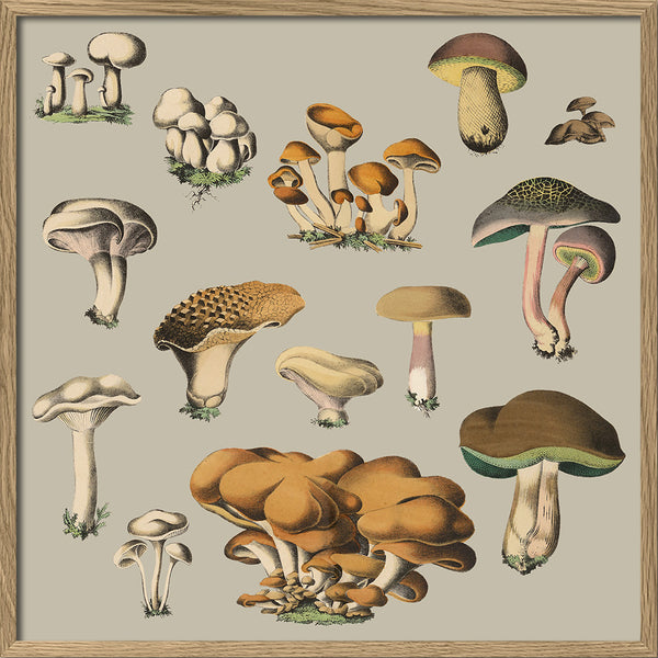 Fungi X