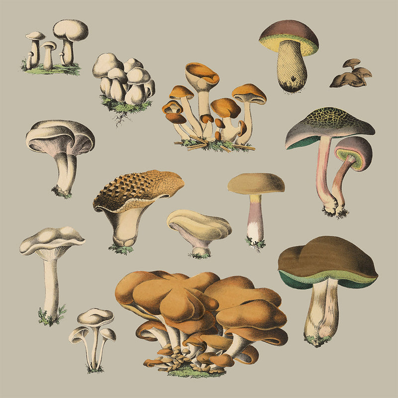 Fungi X