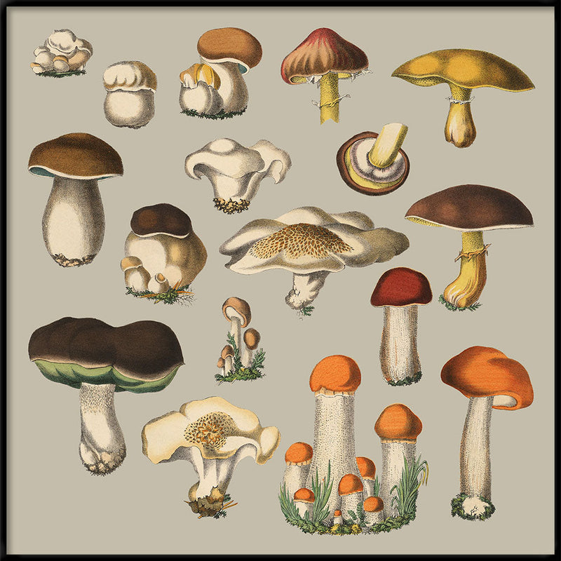 Fungi XI