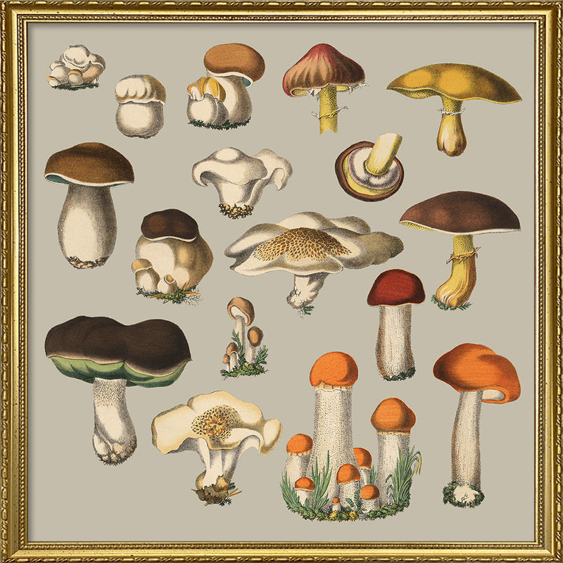 Fungi XI