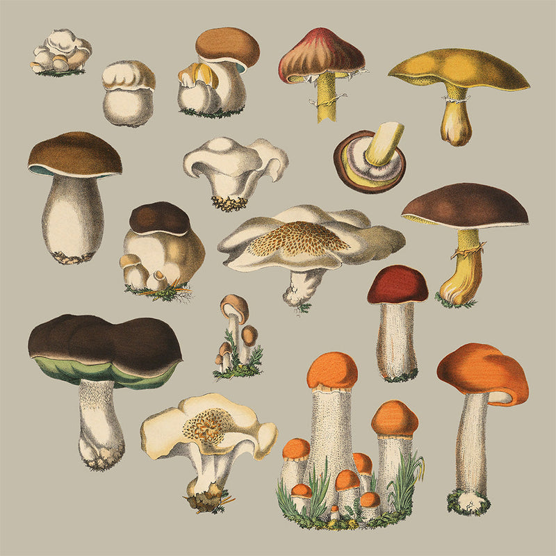 Fungi XI