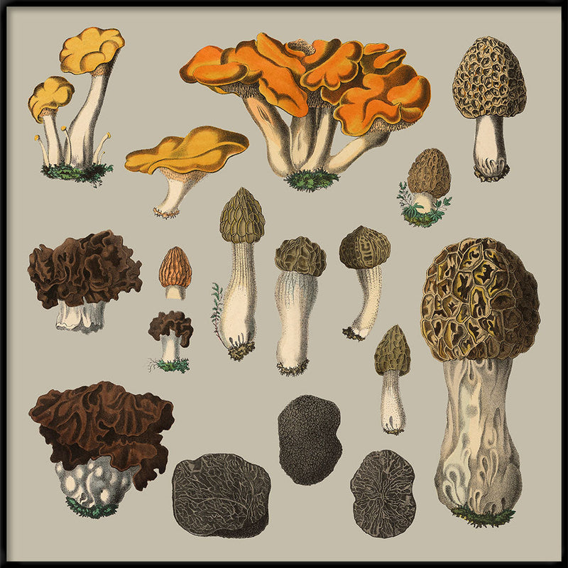 Fungi XII