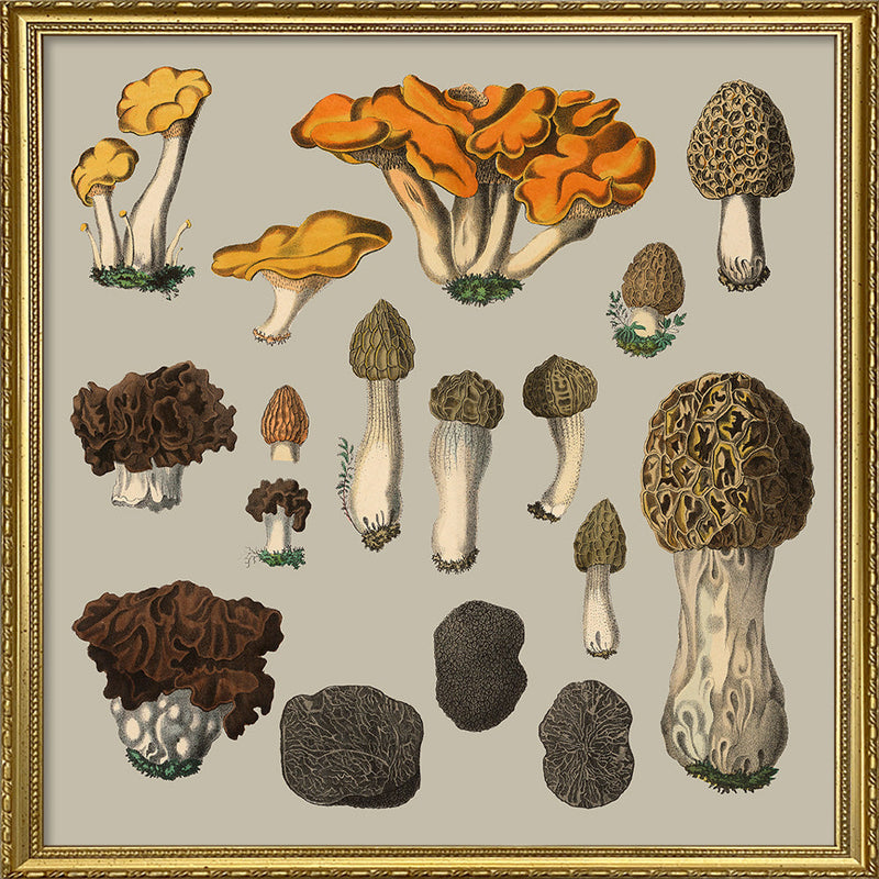 Fungi XII