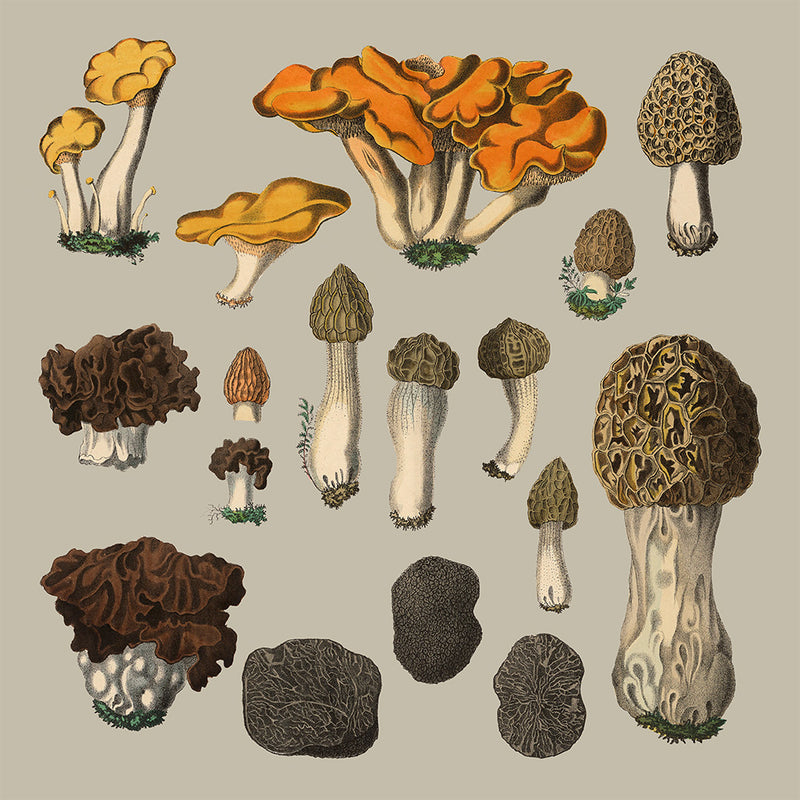 Fungi XII