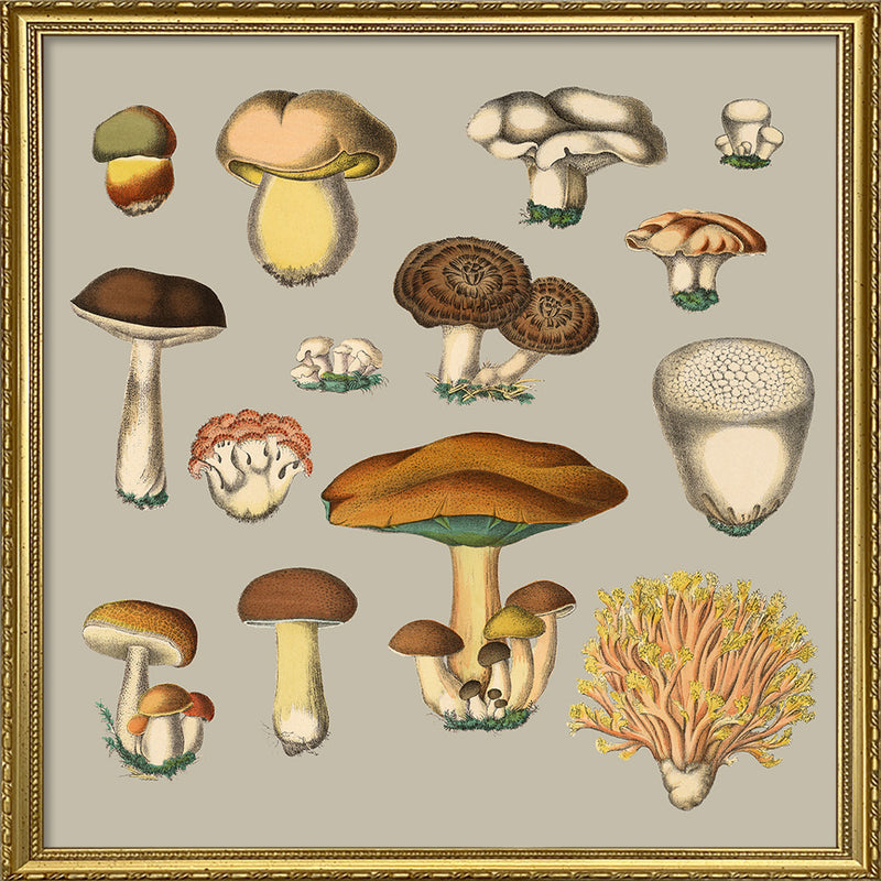 Fungi XIII