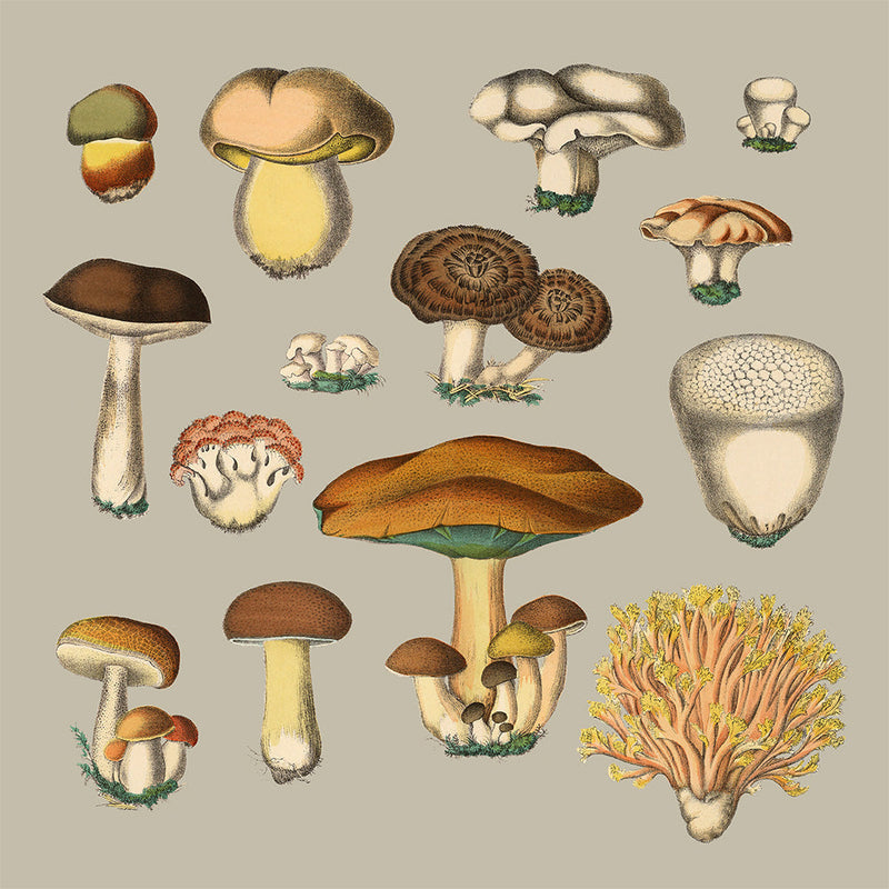 Fungi XIII