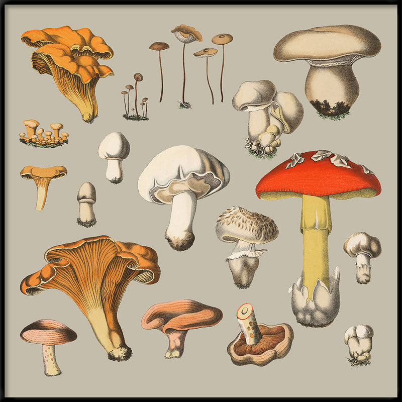 Fungi XIV