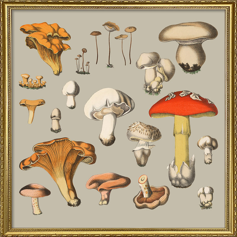 Fungi XIV