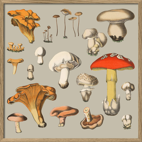 Fungi XIV