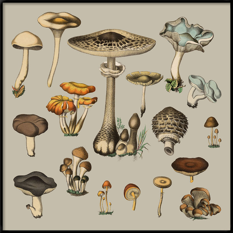 Fungi XV