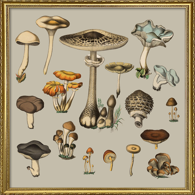 Fungi XV