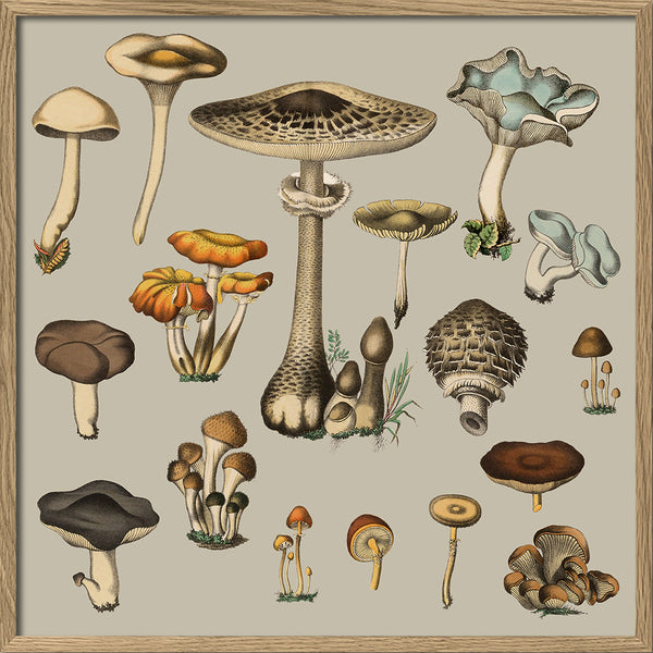 Fungi XV