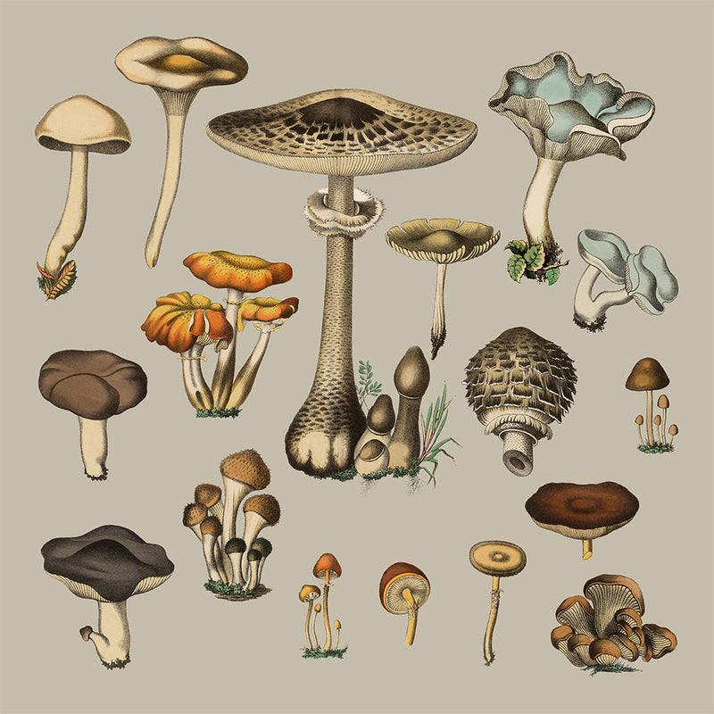 Fungi XV