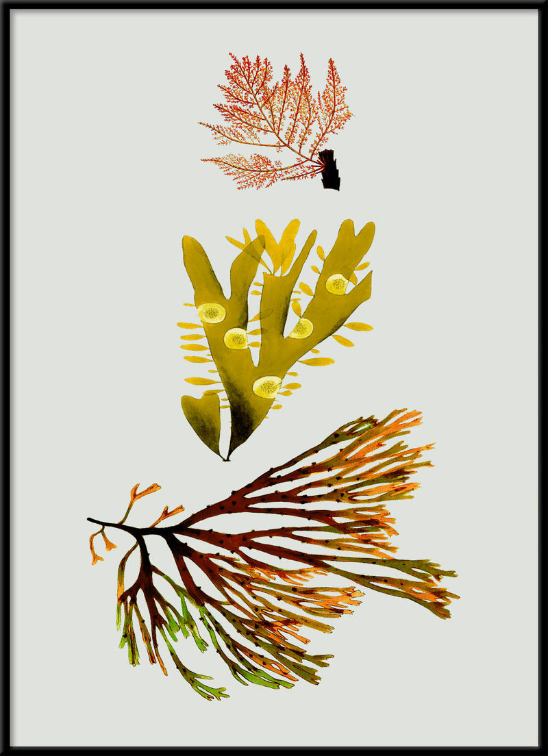 Triple Algae including Yellow and Green