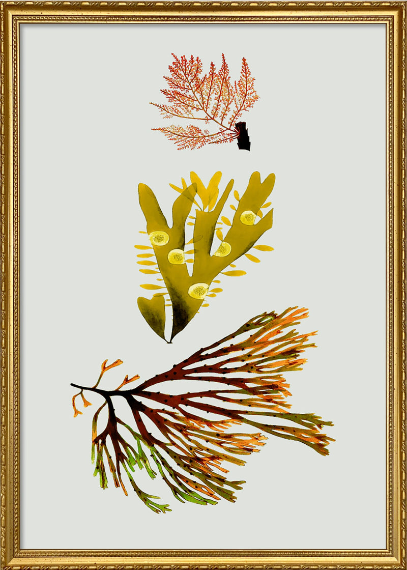 Triple Algae including Yellow and Green