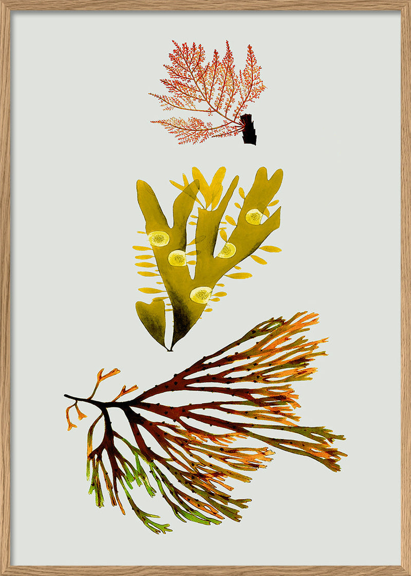 Triple Algae including Yellow and Green