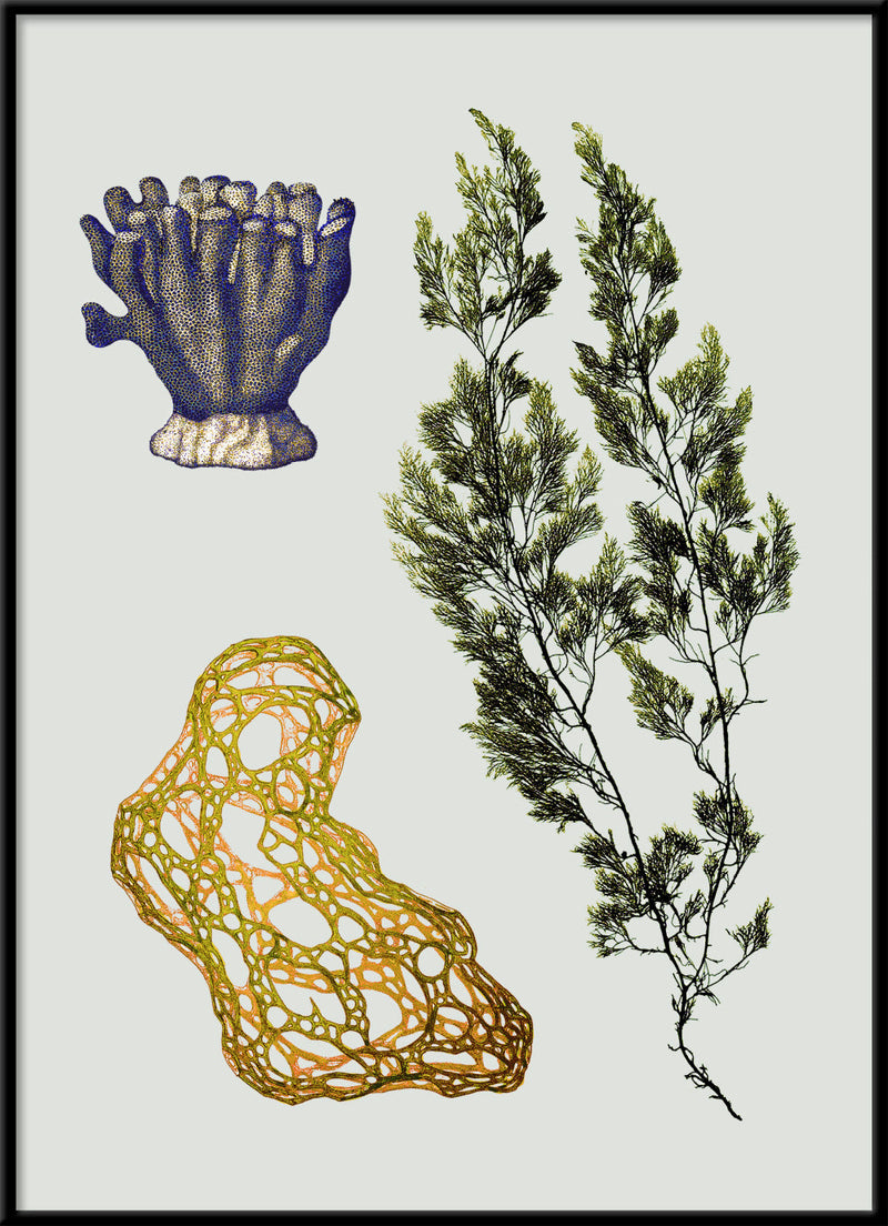 Triple Algae including Big Green