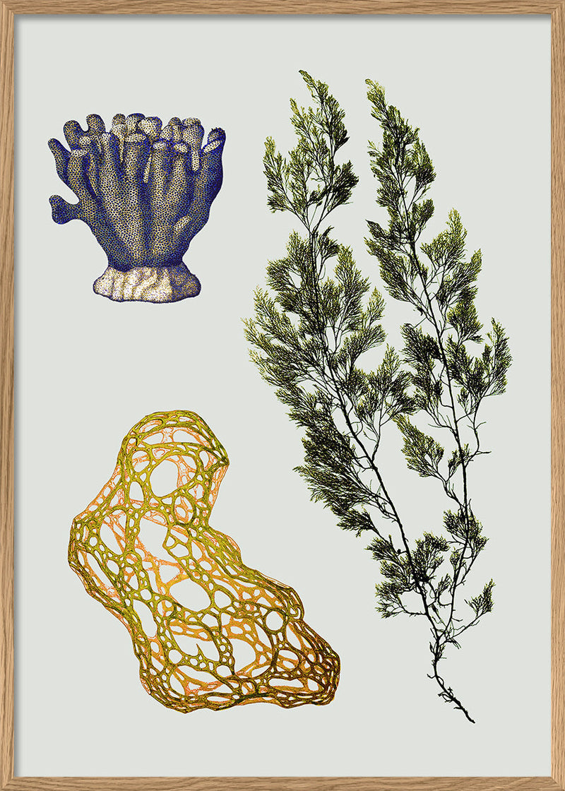 Triple Algae including Big Green