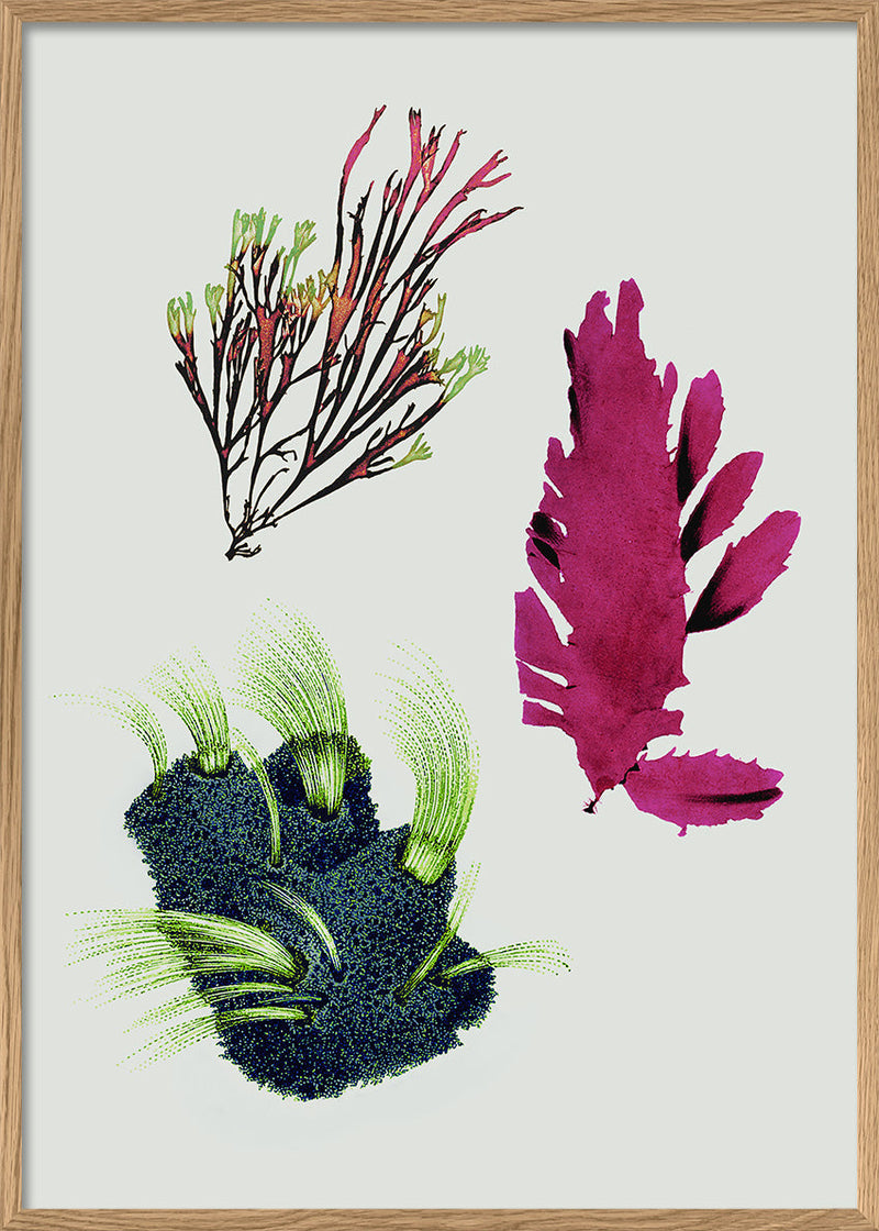 Triple Algae including Purple Thing