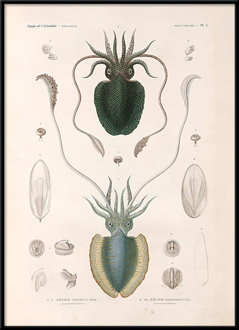 Mollusques - Pl. 1