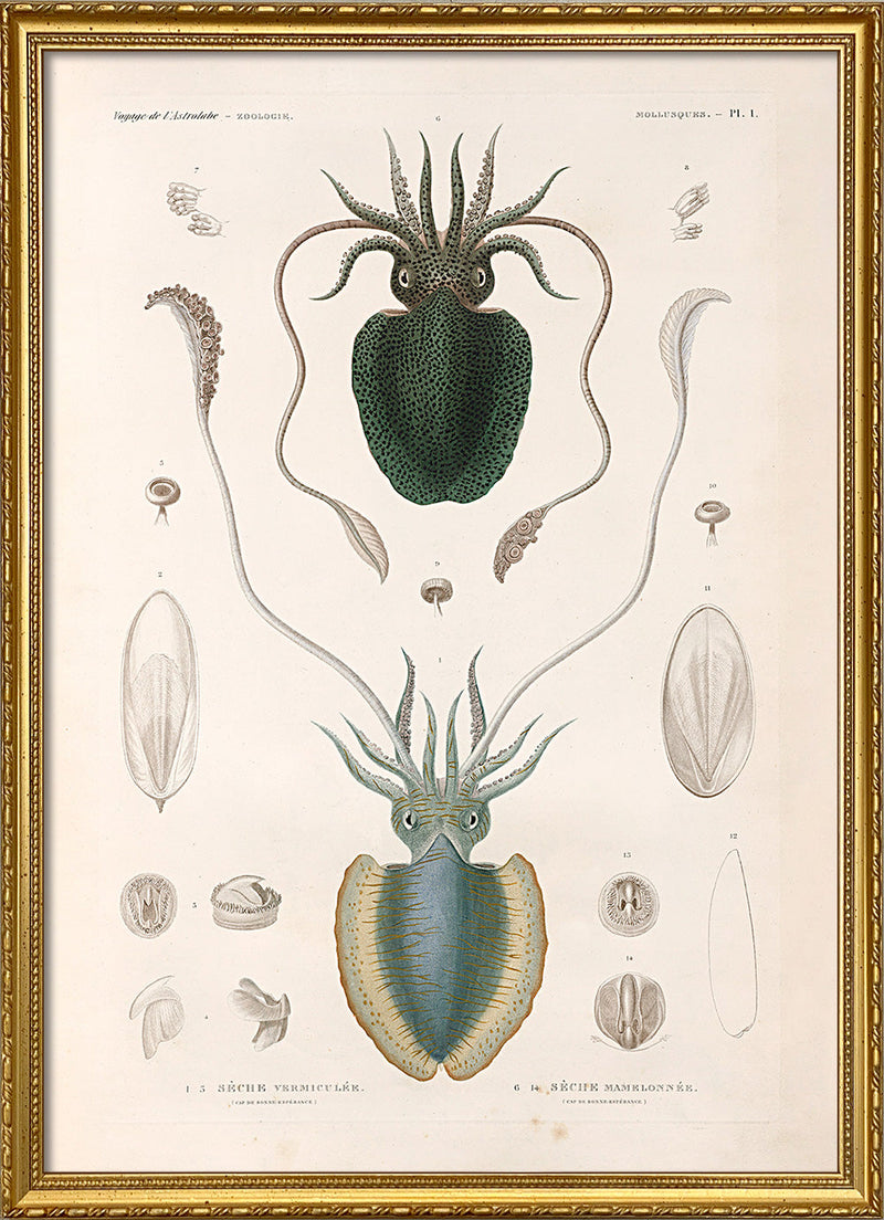 Mollusques - Pl. 1