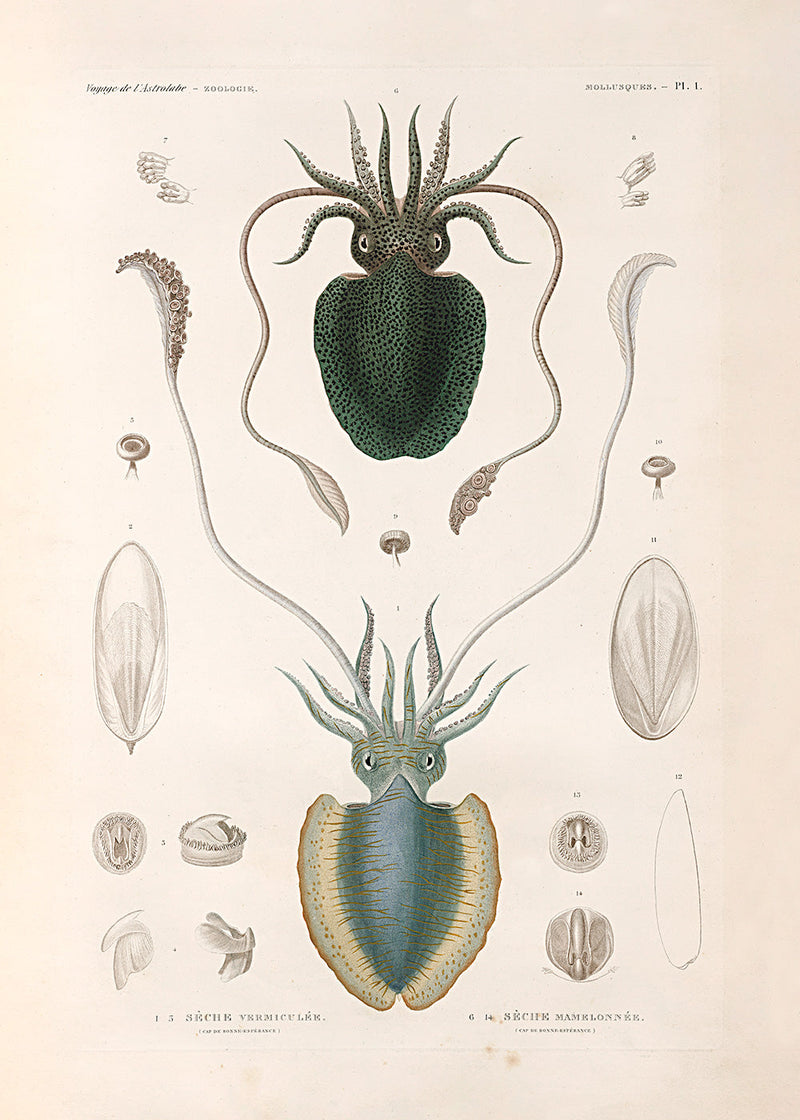 Mollusques - Pl. 1