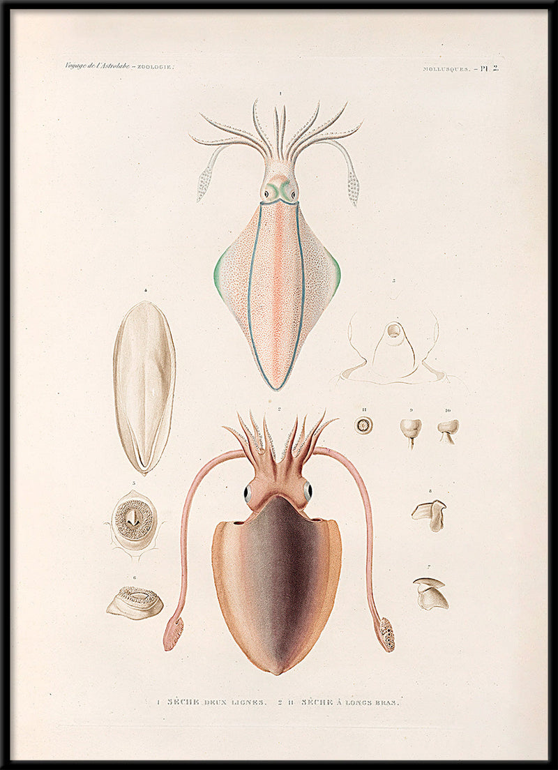Mollusques - Pl. 2