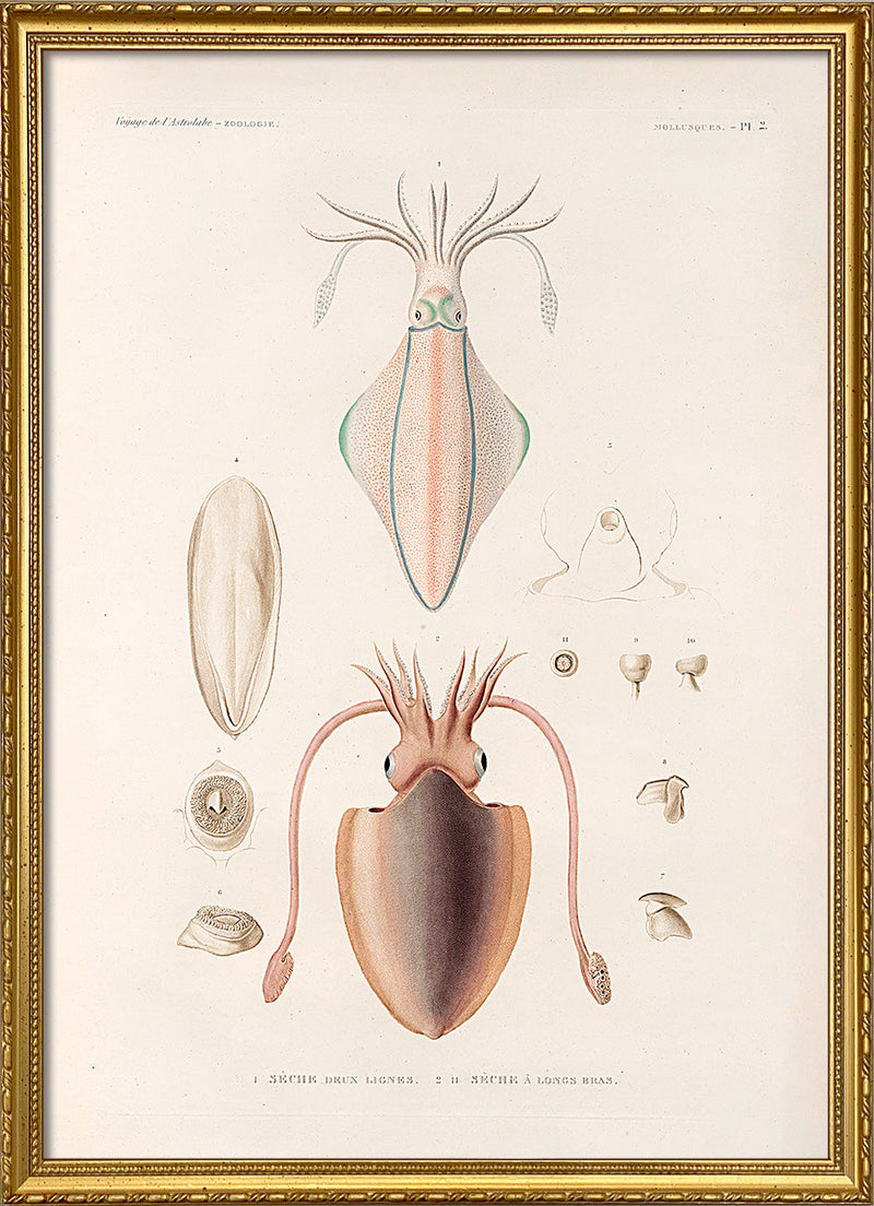 Mollusques - Pl. 2
