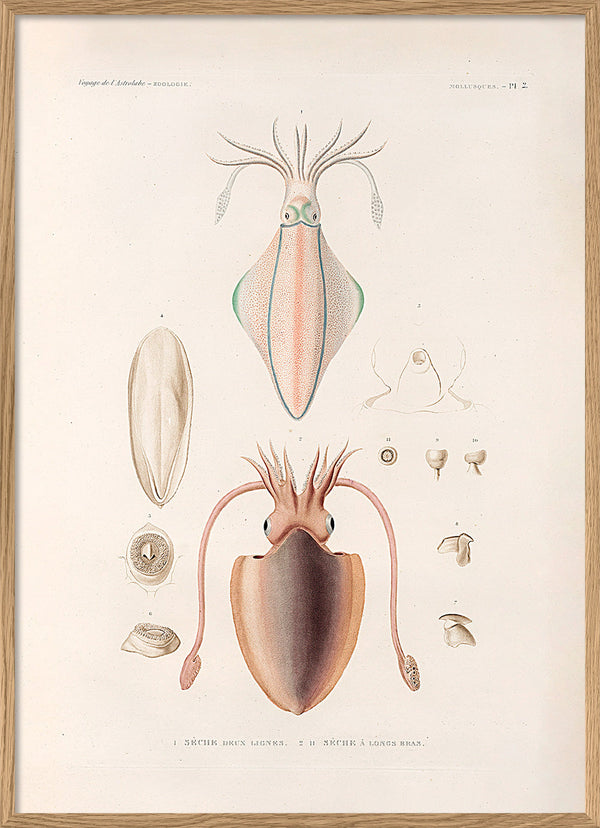 Mollusques - Pl. 2