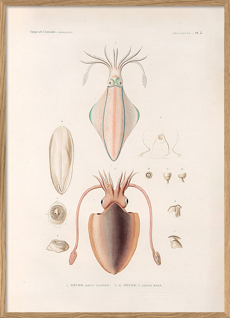 Mollusques - Pl. 2